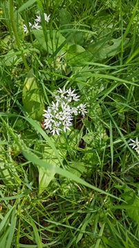 blume3