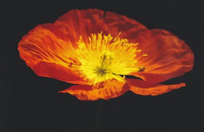 blume