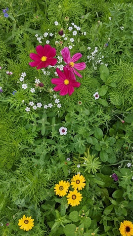 blumen1