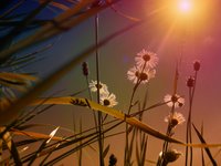 sonne